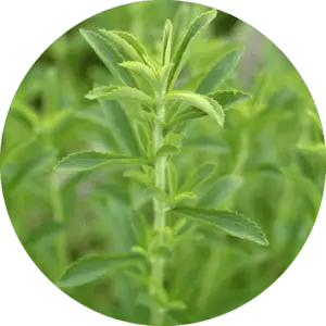 Hojas de Stevia